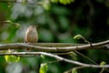 Wild bird wren, troglodytes troglodytes, perched on a tree branch with eyes closed