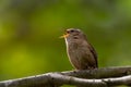 Wild bird wren, troglodytes troglodytes, perched on a tree branch