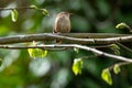 Wild bird wren, troglodytes troglodytes, perched on a tree branch