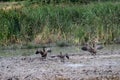 Canada geese beached in a drought hit lake