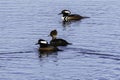 Wild birds on blue water, Hooded Mergansers ducks