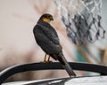 Young falcon sitting on the car