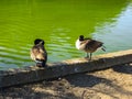 Wild birds ducks and geese on the shore of a city pond in a city park