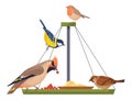 Wild birds eating berries at feeder cartoon icon