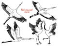 Wild birds in flight. Animals in nature or in the sky. Cranes or Grus and stork or shadoof and Ciconia with wings