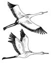 Wild birds in flight. Animals in nature or in the sky. Cranes or Grus and stork or shadoof and Ciconia with wings