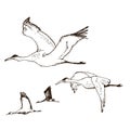 Wild birds in flight vector. Animals in nature or in the sky. Cranes or Grus and stork or shadoof and Ciconia with wings