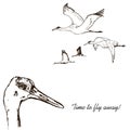 Wild birds in flight vector. Animals in nature or in the sky. Cranes or Grus and stork or shadoof and Ciconia with wings