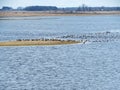 Wild birds in flood field, Lithuania Royalty Free Stock Photo