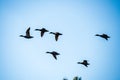 wild birds flying high in the sky Royalty Free Stock Photo