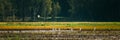 Wild Birds Great Egrets Or Ardea Alba Nest In Swamp On Summer Sunny Evening. This Wild Birds Also Known As Common Egret Royalty Free Stock Photo