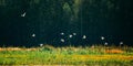 Wild Birds Great Egrets Or Ardea Alba Nest In Swamp On Summer Sunny Evening. This Wild Birds Also Known As Common Egret Royalty Free Stock Photo