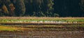 Wild Birds Great Egrets Or Ardea Alba Nest In Swamp On A Summer Sunny Evening. This Wild Birds Also Known As The Common Royalty Free Stock Photo