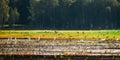 Wild Birds Great Egrets Or Ardea Alba Nest In Swamp. This Wild Birds Also Known As Common Egret, Large Egret, Great Royalty Free Stock Photo