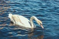 Wild birds live in the historic center of Hamburg