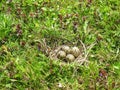 Wild birds nest with eggs, Lithuania