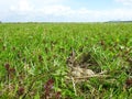 Wild birds nest with eggs, Lithuania