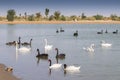 Wild birds at new Al Qudra Lakes desert oasis, a manmade system of lakes and ponds , in Dubai United Arab Emirates