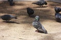 Wild birds pigeons peck at food on the street Royalty Free Stock Photo