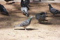Wild birds pigeons peck at food on the street Royalty Free Stock Photo