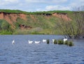 Geese, water, lake, nature, bird, landscape, swans, river, birds, white, wildlife, animal, blue, pond, sea, sky, animals, swimming