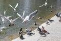 Wild birds on a pond at sunny day. Pigeon, duck, seagull, background idea.