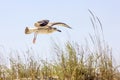 Wild birds on romanian beach