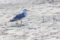 Wild birds on romanian beach Royalty Free Stock Photo