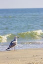 Wild birds on romanian beach Royalty Free Stock Photo