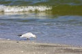 Wild birds on romanian beach Royalty Free Stock Photo