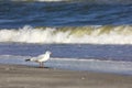 Wild birds on romanian beach Royalty Free Stock Photo