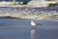 Wild birds on romanian beach Royalty Free Stock Photo