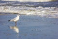 Wild birds on romanian beach Royalty Free Stock Photo