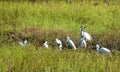 Wild Birds in Indian Greeen Field