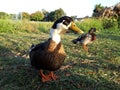 Wild birds on the shore of the pond. Beautiful group of ducks and mallards at sunset. Can be seen in the city park of Rome