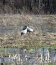 Wild birds singing