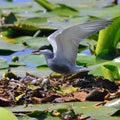 Wild Birds sitting on a nest