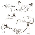 Wild birds vector. Animals in nature or in the sky. Cranes or Grus and stork or shadoof and Ciconia with wings. engraved