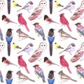 Wild Birds Watercolor Seamless Background- Birds Of America
