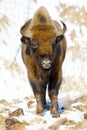 Wild bison