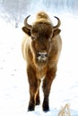 Wild bison