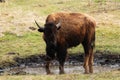 Wild bison