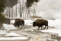 Wild bison or American buffalo in Upper Geyser Basin, Yellowstone National Park Royalty Free Stock Photo