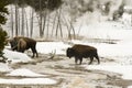 Wild bison or American buffalo walking in Upper Geyser Basin, Ye