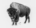 Wild Bison in a Blizzard