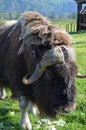 Wild bison