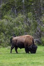 Wild bison buffalo grazing - Yellowstone National Park - mountai Royalty Free Stock Photo