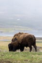 Wild bison buffalo grazing - Yellowstone National Park - mountai Royalty Free Stock Photo