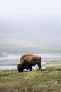 Wild bison buffalo grazing - Yellowstone National Park - mountai Royalty Free Stock Photo