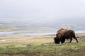 wild bison buffalo grazing - Yellowstone National Park - mountain wildlife Royalty Free Stock Photo